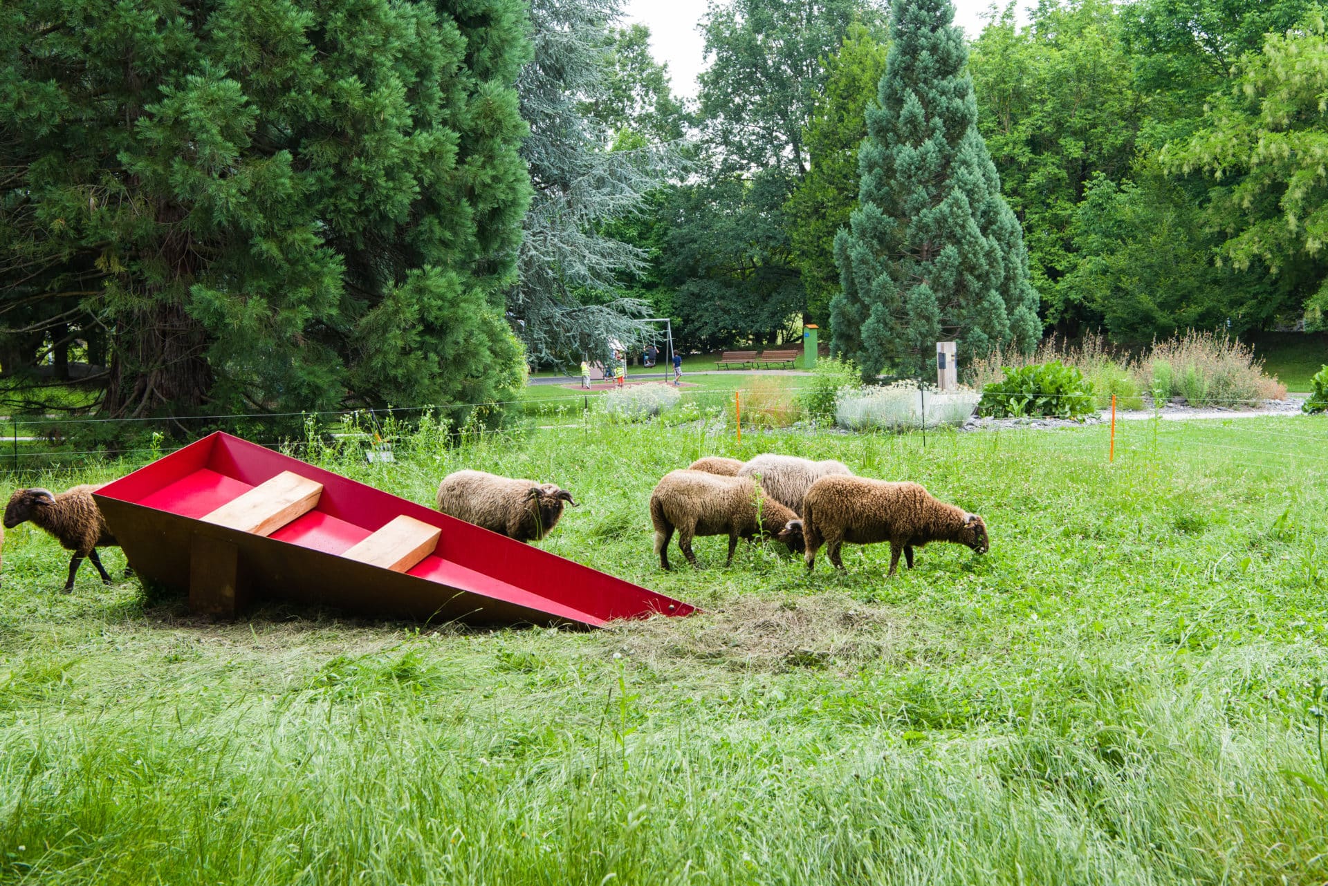 Teva and cheeps at Meyrin's Botanical garden (photo by Laurent Barlier)